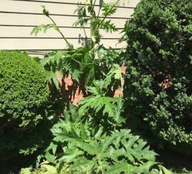 Giant Hogweed: Identification and Control