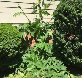 Giant Hogweed: Identification and Control